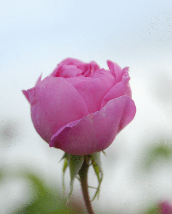 Rose Water - Görsel 4